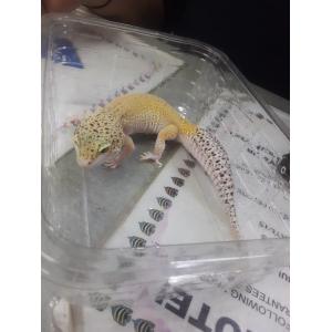 Normal Leopard Gecko - Image 2