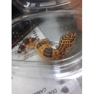 Normal Leopard Gecko - Image 3