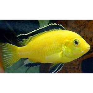 Yellow Lab 3cm