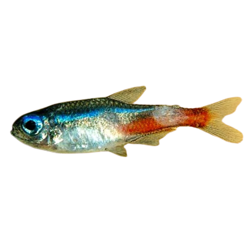 Fish-Disease-NeonTetraDisease.png