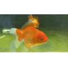 Oranda GoldFish - Large