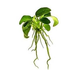 anubias nana petite Tissue CUlture