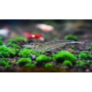 Amano Shrimp - Image 3