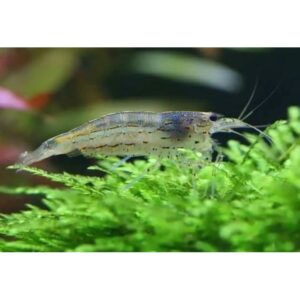 Amano Shrimp - Image 2