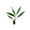 Anubias Lanceolata (Imported)