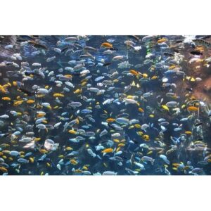 Malawi Mix S 2-3cm - Image 2