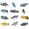 Malawi Mix S 2-3cm