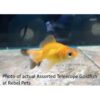 Assorted Telescope Goldfish