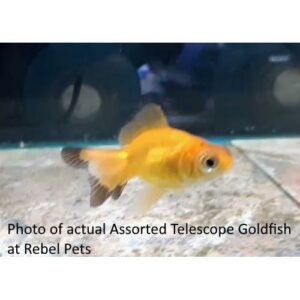 Assorted Telescope Goldfish
