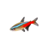 Neon Tetra