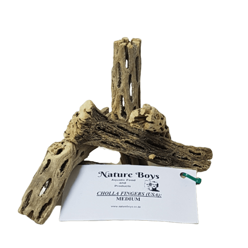 CHOLLA Finger 35 - 50g