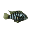 Convict Cichlid