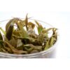 Cryptocoryne becketii  Tissue Culture