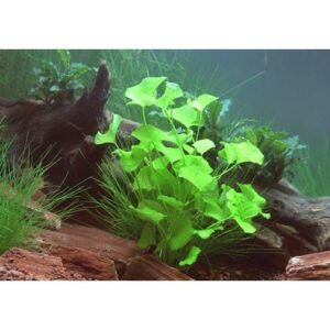 Nymphoides spec 'Taiwan' - Image 2