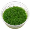 Dwarf Baby Tears Hemianthus Callitrichoides Cuba Tissue Culture