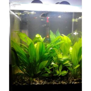 Echinodorus decumbens (Imported) - Image 2