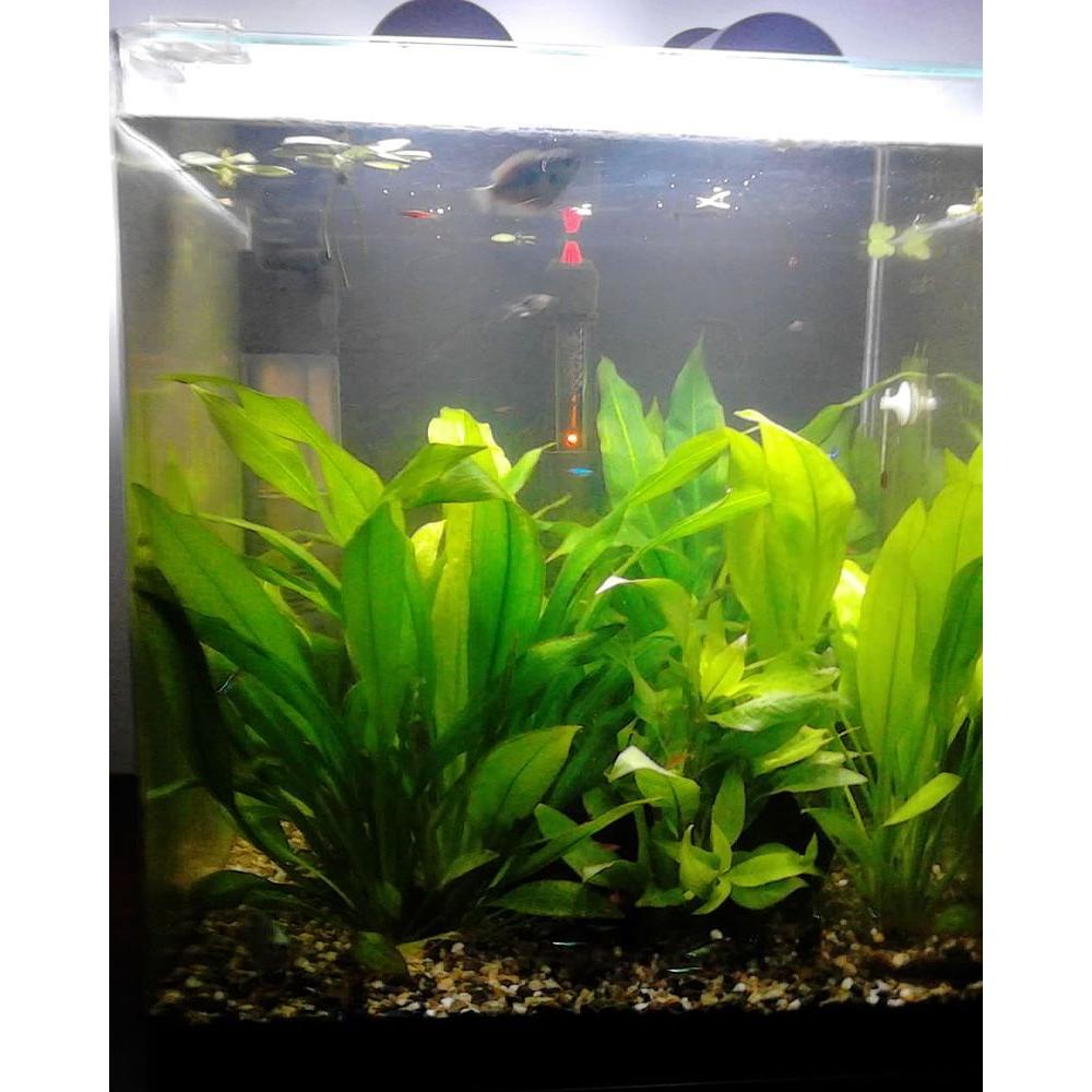 Echinodorus decumbens (Imported) - Image 2