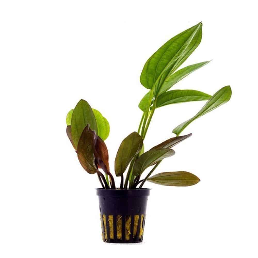 ECHINODORUS OZELOT RED