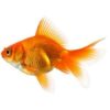 Fantail Goldfish 6-7cm