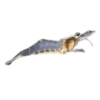 Feeder Shrimp (ghost shrimp) - each