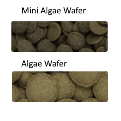 Hikari Algae Wafers 250g - Image 3