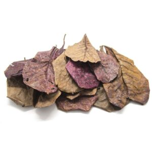 Indian Almond Leaves Small 10pc - Image 3