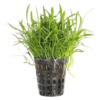 Lilaeopsis brasiliensis