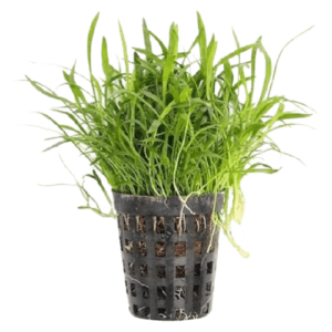 Lilaeopsis brasiliensis