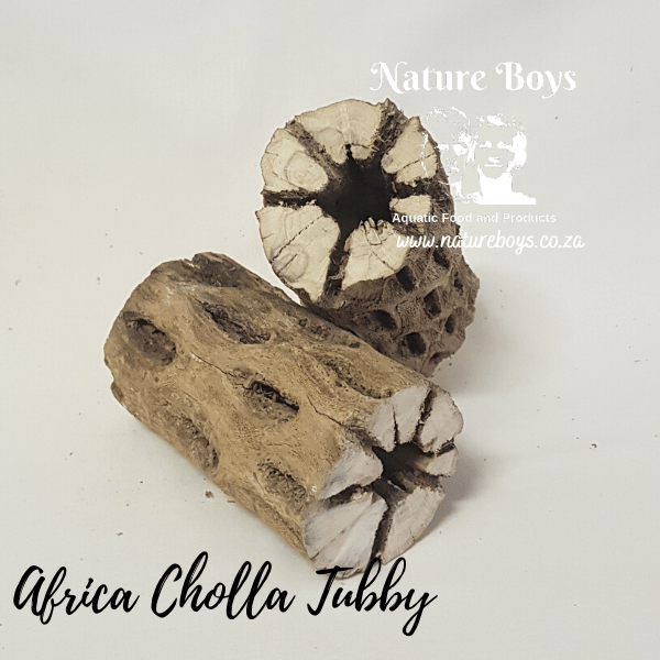 Cholla Tubby 150 - 200g