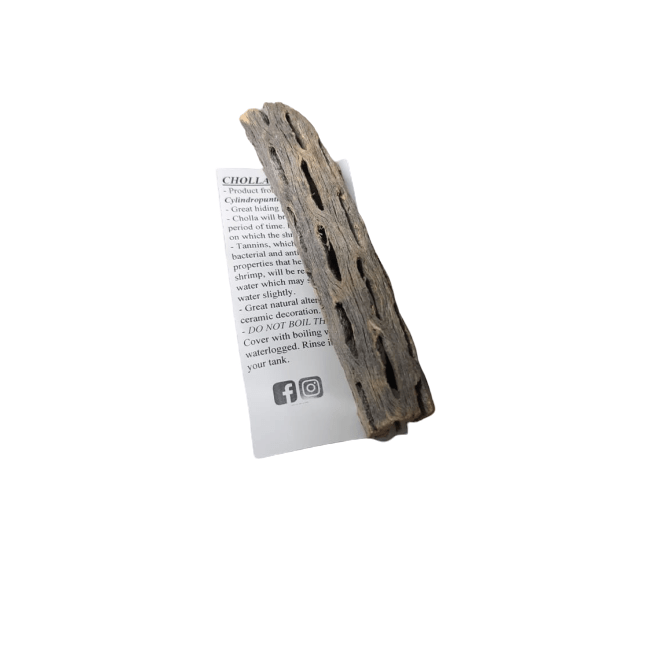 Cholla Finger 50-65g