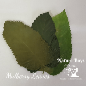 Mulberry Leaves (10pc) - Image 2