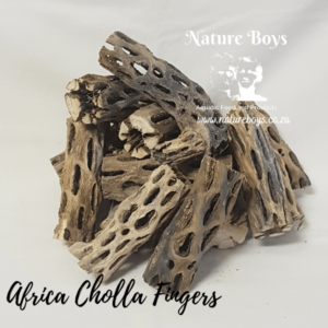 Cholla Finger 20-35g