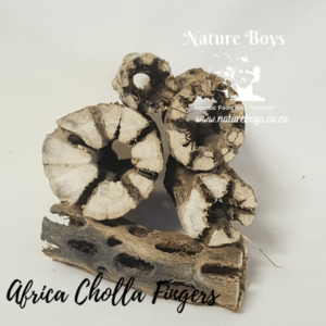 Cholla Finger 20-35g - Image 2