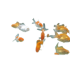 Oranda Mix - 4-5cm