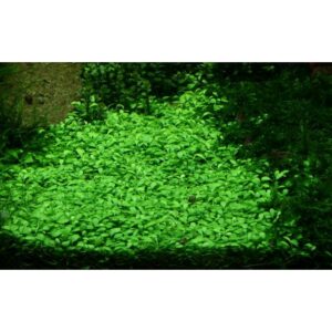 Glossostigma elantoides - Image 2