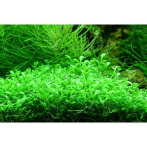 Glossostigma elantoides - Image 3