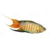 Paradise Gourami 40mm