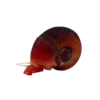 Rams Horn Snail