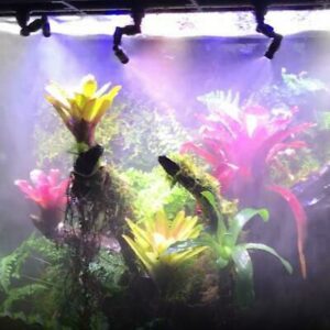 Vivarium Rain Forest Rainmaker