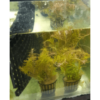 Rotala nanjenshan (imported)