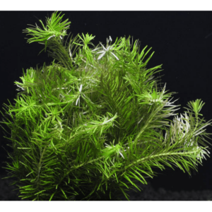 Rotala nanjenshan (imported) - Image 2