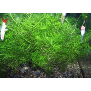 Rotala nanjenshan (imported) - Image 3