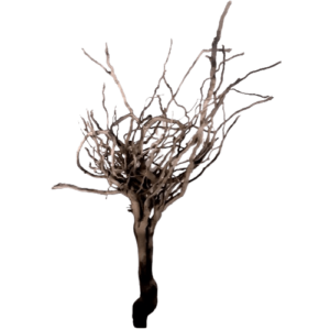 Spider Vines Medium