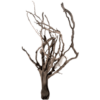Spider Vines Small