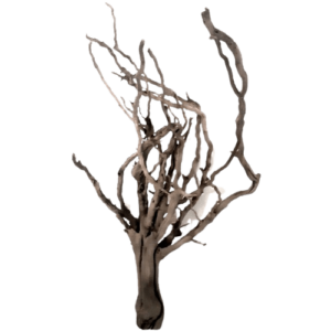 Spider Vines Small