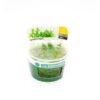 Dennerle Staurogyne repens Invitro