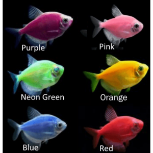 Tetra Widow GM Pink - Image 2