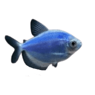 Tetra Widow GM Blue