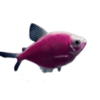 Tetra Widow GM Purple