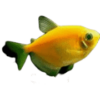 Tetra Widow GM Orange